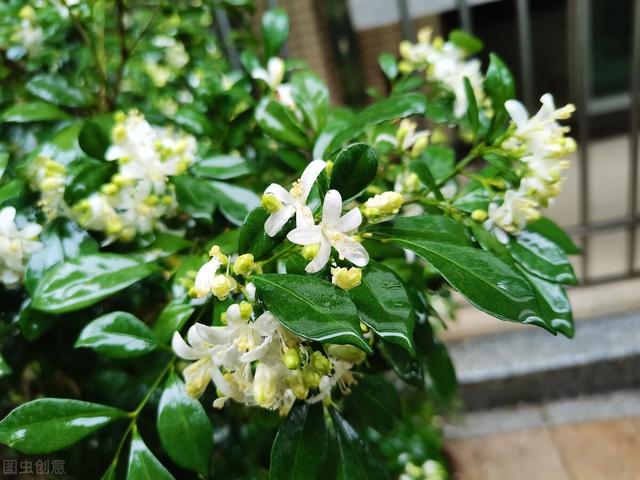 想让九里香花开满枝，这6点要做好，4月后一直开花