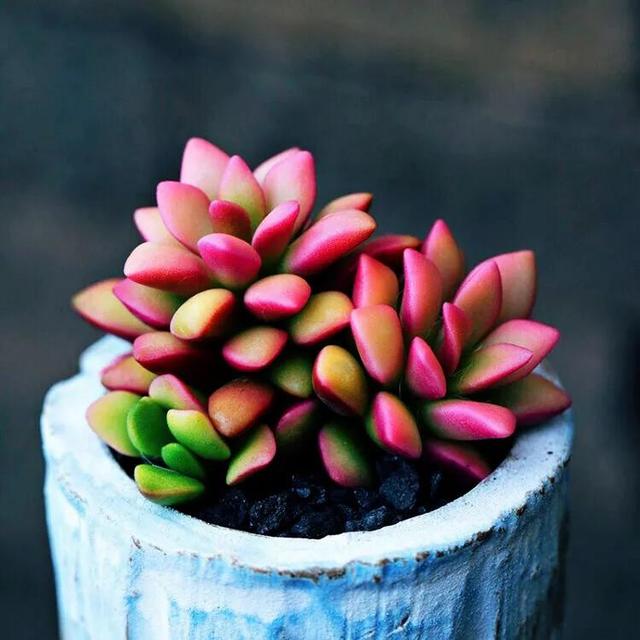 多肉·吹雪之松锦·欣赏