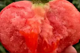 普罗旺斯西红柿—西红柿中的贵族图片