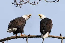 美国国鸟是鹰，法国的是雄鸡，中国国鸟却鲜有人知，到底是什么？图片