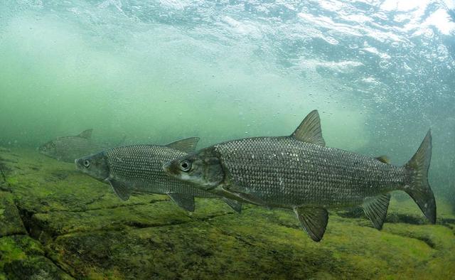 一年出鱼30亿斤,水深700米的贝加尔湖,里面最大的鱼有多大?