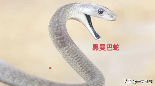 盘点非洲10大危险动物，为何狮群被集体团灭？谁才是非洲王者？