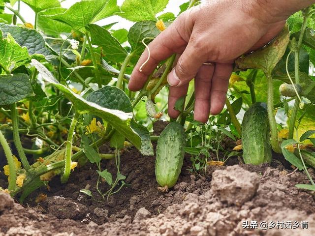 鎵€鏈夌摐鏋滀綔鐗╂灉瀹炶啫澶ф湡锛岀敤杩欎釜鍠蜂袱閬嶏紝鑶ㄥぇ蹇€佸浜у張濂藉悆