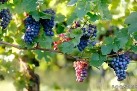 葡萄如何保果膨果？教你3招，穗型整齐，果粒饱满图片