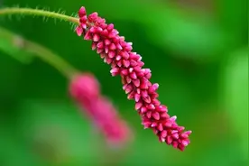 数枝红蓼醉清秋，在古诗词里，遇见《诗经》中最美的蓼花！图片