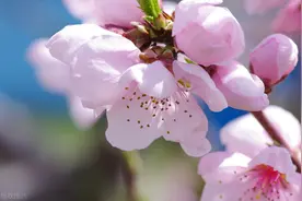 以花入馔正当时图片