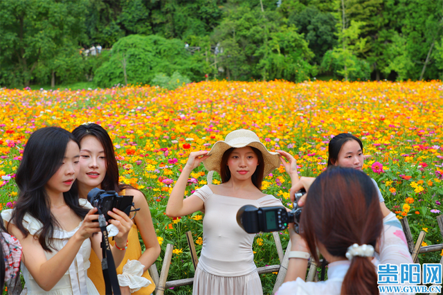 每天上万人打卡！贵阳这处花田进入盛花期→