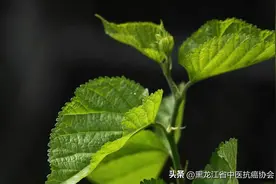 养生｜桑叶是个宝，能好过虫草图片