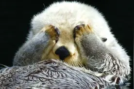 交配明明是为了繁衍后代，为什么雄性海獭，要将雌性折磨致死？图片