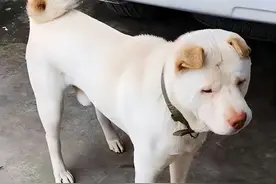 潮汕大头狗为什么逐渐受欢迎？主人：养后就看不上其他狗图片