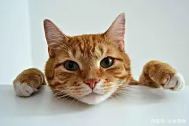 猫咪流口水就是口炎？NO！猫咪流口水还有什么原因？图片