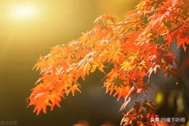 陆游最经典的20首诗词：诗名满天下，丹心照汗青图片