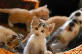 猫咪身上的味道是怎样的？你家里有猫味吗？猫味道很大怎么办？图片