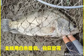 一把鱼竿四个钩垂钓，将台钓和传统钓有机结合！图片