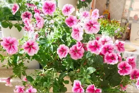 阳台就养“4种花”，漂亮便宜好养，一盆开无数朵，放哪里都好看图片