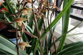十月养墨兰，教你几个促花小技巧，猛长花箭，芳香怡人图片