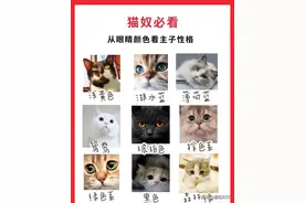 从猫咪眼睛看性格、教你挑合适的猫咪图片