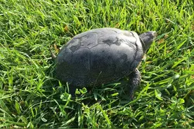 江湖仁义大哥—聂磊的妻子刘爱丽云南旅游遇到无赖图片