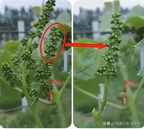 鍖楁柟閬块洦妫氶槼鍏夌帿鐟拌悓鑺借嚦鑺卞簭鍒嗙鏈熺鐞嗘妧鏈紙涓嬶級