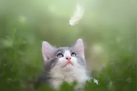 一只独立特行的猫图片