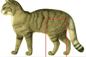 宠爱背后的价格：治疗猫咪骨折，铲屎官花了快1万元图片