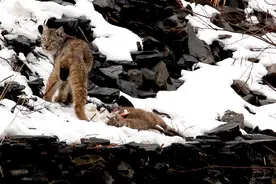 四川理塘发现猞猁，身强体健，肌肉感足，野狼见了也有七分忌惮图片