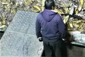 比中彩票还难，浙江渔民一网捞到2450公斤野生黄鱼，一下赚957万图片