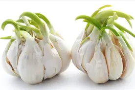 为啥大蒜放超市里不发芽，买回家没几天就长芽了？今天告诉你答案图片