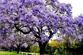 stop doing sth与 stop to do sth辨析图片