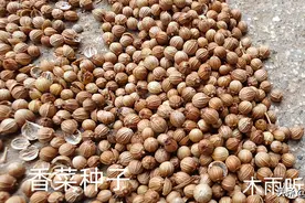 香菜几天发芽出土？香菜怎样处理能一播全苗？图片