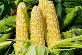 老玉米、甜玉米、糯玉米，哪种适合糖尿病患者？不妨参考一下图片
