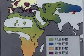 世界上最早的猫奴，古埃及人为什么崇拜猫？图片