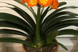 君子兰别只浇水，土里埋上3种“小东西”，疯长新叶图片