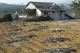 闰二月将至，讲究“一喝二送三忌”，寓意消灾祛病、父母安康图片