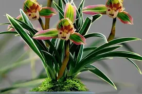 极具帝皇气息的兰花，金边线艺，矮种铭品，适合点缀你的阳台图片