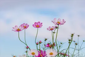 丧偶以后，女人最聪明的活法：拒绝这些事，活好自己图片