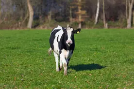 粗饲料长度对反刍动物采食行为和采食量的影响图片