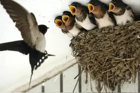 中国人为什么不吃燕子？看完这篇文章，简直长知识了！图片