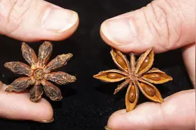 买八角，要区分“直角”和“钩角”，不要买到冒牌货，拒绝毒八角图片