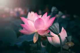 佛说最灵性的6句话图片