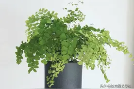 这几盆除味花，摆在厕所里，耐阴又吸味，好养又漂亮图片