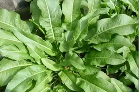 农村的野菠菜，人称土大黄、金不换，有5个妙用，人人都能用得上图片