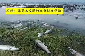 实拍：库页岛成群大鱼躺在草滩，大多半米长一条，网友眼馋图片