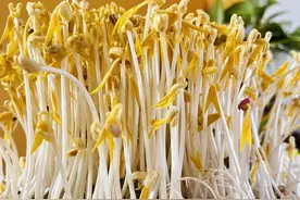 这样发出来的绿豆芽，又粗又壮又直啦图片