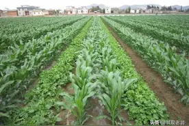 红薯最适宜套种哪些作物图片