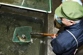 一天捞1000多斤！重庆“鱼坑”变鱼库，父子日入12万，真相是啥？图片