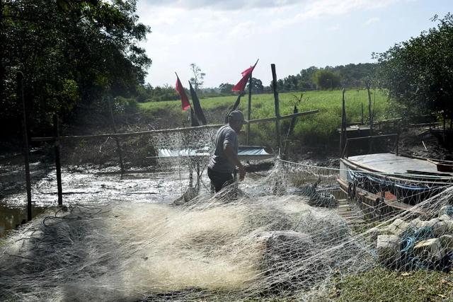 阴阳花胶香港多少钱一斤 花胶 阴阳胶
