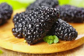 【中药心传】桑葚图片