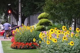 向日葵为什么绕着太阳转？快来徐汇这些绿地公园寻找答案吧图片