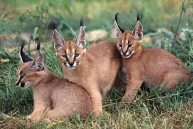 这6种猫已被禁养，别傻傻不知道，再养就违法了图片